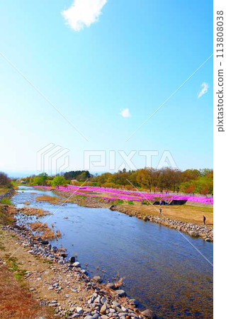 Moss Phlox, Shibazakura, Tachiya River, Cherry Blossoms, Yamagata City 113808038