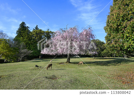 Early spring morning in Nara Park Shosoin bob-haired cherry blossoms and deer 113808042