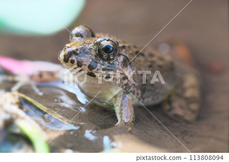 Close-up of a marsh frog facing left 113808094