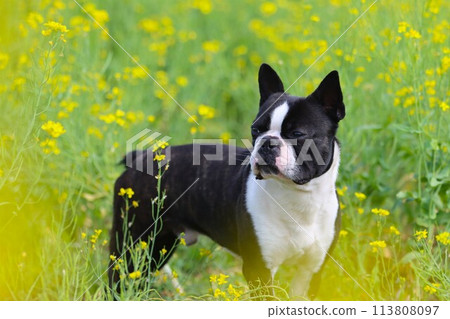 Mighty the Boston terrier gazing cutely at a field of rapeseed flowers ♡ 113808097