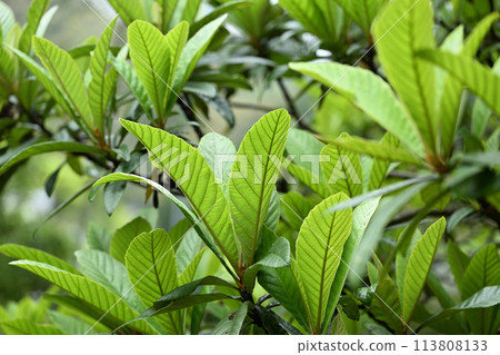 Young leaves of loquat Young leaves of loquat 113808133