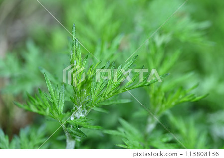 Spring mugwort (Mugwort) Spring mugwort (Mugwort) 113808136