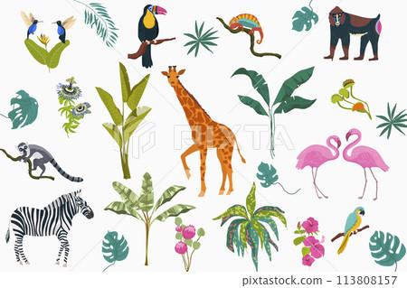 Hand drawn flat exotic flora and fauna elements collection with wild animals and tropical plants 113808157