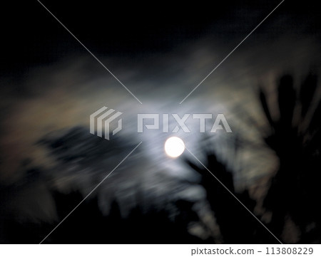 夜空中夢幻般的滿月與龍血樹劍葉剪影 113808229