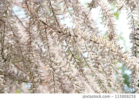 Tamarisk (Miyanagi) 113808258