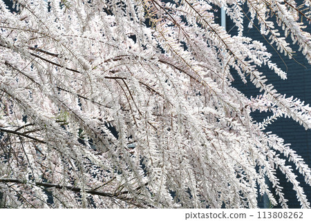 Tamarisk (Miyanagi) 113808262