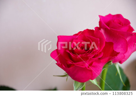 Red roses 113808325