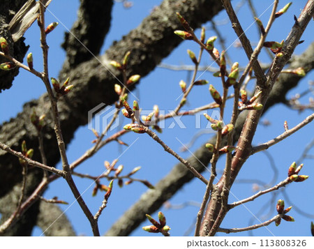 Cherry blossom buds will soon bloom on the Kojima Flower Association cherry blossom trees 113808326