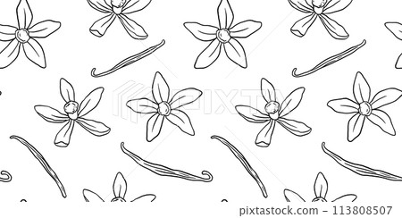 Vanilla pods and plant doodle seamless pattern. Vector outline sketch flowers on white 113808507