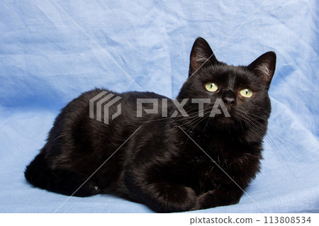 Cute black cat on blue background, closeup portrait 113808534