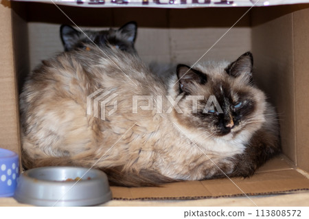 Two Siamese cats lounging in a small cardboard box 113808572