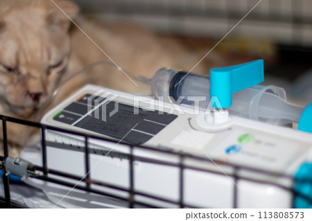 Ginger cat with a catheter on his paw Ginger cat with a catheter on his paw 113808573