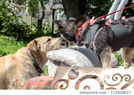 Two dogs meet in the garden closeup 113808623