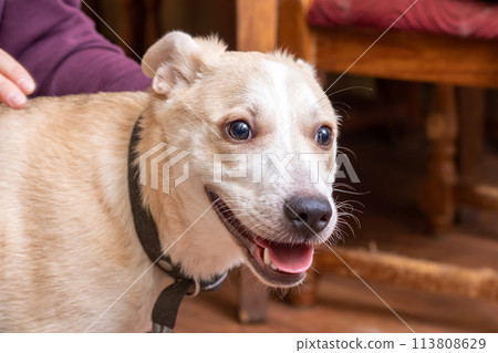 Cute white dog at home close up 113808629