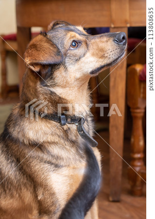 Brown dog with floppy ears close-up portrait 113808635