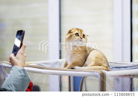 Scottish fold kitten closeup portrait at home Scottish fold kitten closeup portrait at home 113808655