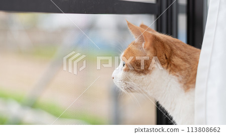 貓看著窗外,棕色虎斑白色 貓看著窗外,棕色虎斑白色 113808662