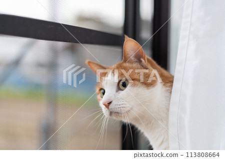 Cat looking out the window, brown tabby and white Cat looking out the window, brown tabby and white 113808664