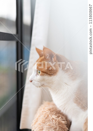 貓看著窗外，棕色虎斑白色 113808667