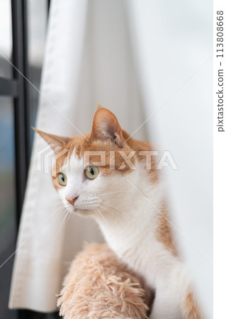 貓看著窗外，棕色虎斑白色 113808668