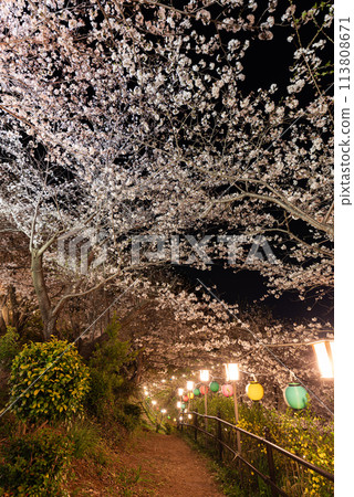 燈火通明的櫻花盛開 113808671