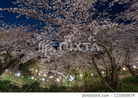 燈火通明的櫻花盛開 113808674