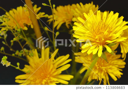 美麗綻放的蒲公英花 美麗綻放的蒲公英花 113808683