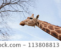 Close-up of a giraffe's face, high resolution 113808813