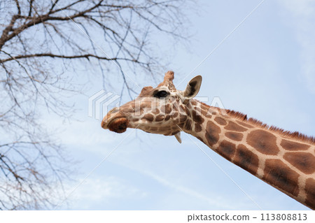 長頸鹿臉部特寫高解析度攝影 113808813