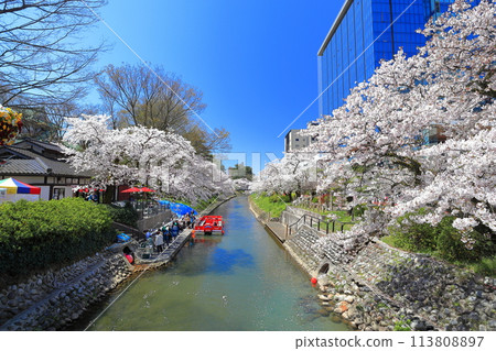 [Toyama Prefecture] Matsukawa River banks, Matsukawa sightseeing boats and cherry blossoms in full bloom 113808897