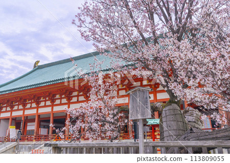 Heian Shrine: The outer worship hall and the Sakonno cherry blossoms in full bloom 113809055