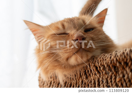 Sleeping cat, tea tabby cat Sleeping cat, tea tabby cat 113809120