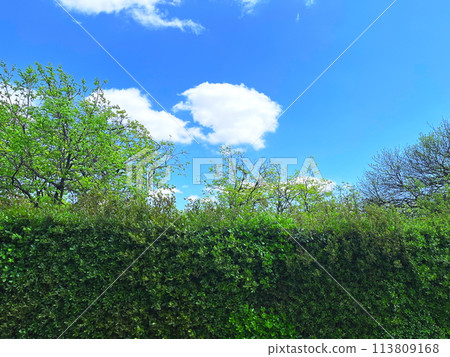 Refreshing fresh green 113809168