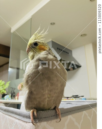 玄鳳鸚鵡肌肉風格 113809320