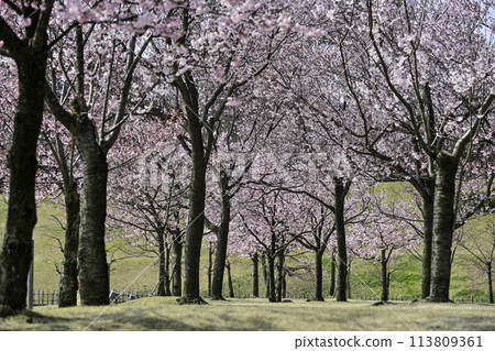 Koshinohiganzakura cherry blossoms in Kanazawa Castle Park under a clear blue sky 113809361