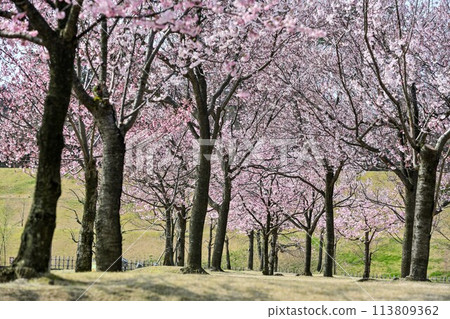 Koshinohiganzakura cherry blossoms in Kanazawa Castle Park under a clear blue sky 113809362