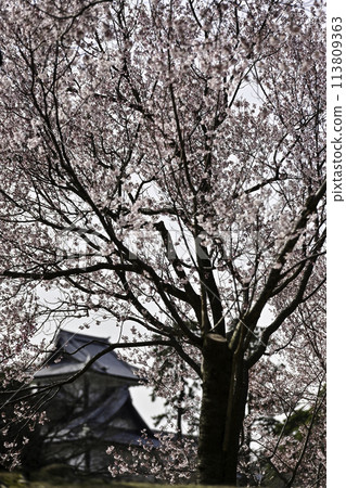Koshinohiganzakura cherry blossoms in Kanazawa Castle Park under a clear blue sky 113809363
