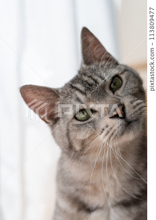 凝視的貓，Sabatra貓 113809477