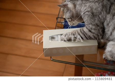 Cat playing with tissue box - Tabby cat Cat playing with tissue box - Tabby cat 113809481