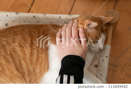 撫摸一隻貓,棕色虎斑白 撫摸一隻貓,棕色虎斑白 113809482