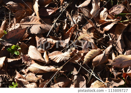 落葉（秩父繆斯公園/埼玉縣秩父市） 113809727