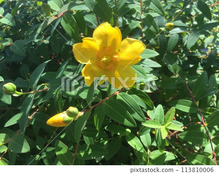 Roadside gold thread plum garden / Photo 113810006