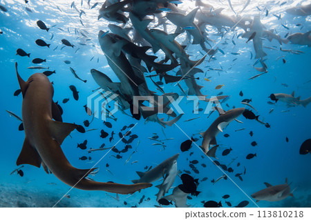 Swimming with a lot of nurse sharks on deep in blue sea. Swimming with a lot of nurse sharks on deep in blue sea. 113810218