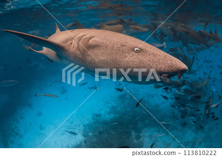 Swims with Nurse shark underwater in tropical ocean. Swims with Nurse shark underwater in tropical ocean. 113810222