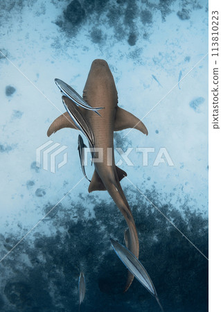 Nurse shark swimming underwater in ocean. Top down view 113810223