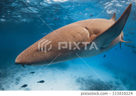 Nurse shark swims close up underwater in blue ocean. Nurse shark swims close up underwater in blue ocean. 113810224