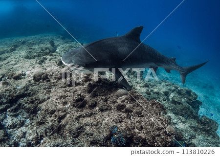 Shark close up swimming in ocean. Diving with danger sharks in Bahamas Shark close up swimming in ocean. Diving with danger sharks in Bahamas 113810226