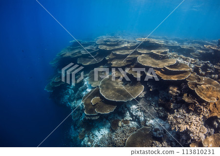 Tropical coral reef underwater in blue ocean. Coral garden 113810231