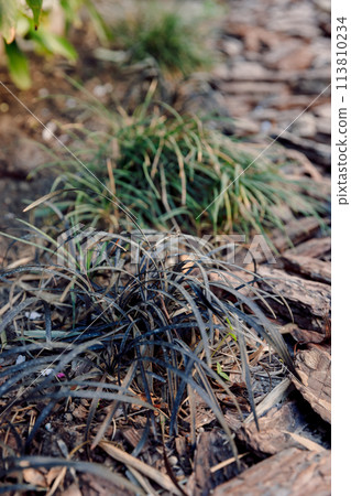Black mondo grass or Ophiopogon planiscapus in garden 113810234