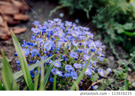 Blooming blue flowers in summer garden Blooming blue flowers in summer garden 113810235